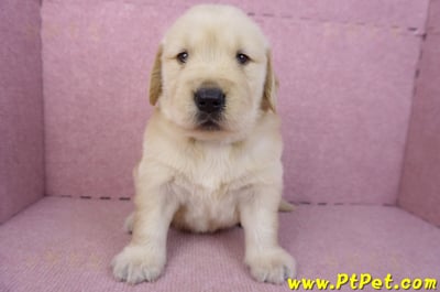 01/10黃金獵犬公幼犬1號3