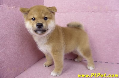 10/15赤色柴犬公幼犬(高雄前金)9