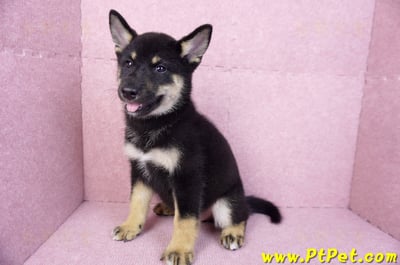 07/05黑色柴犬母幼犬(基隆仁愛)11