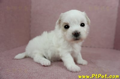 03/14白色馬爾泰迪母幼犬(屏東長治)4