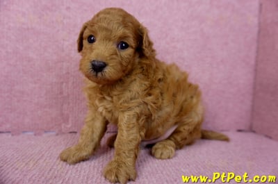 02/11紅貴賓公幼犬1號(新北五股)5