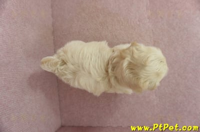 2/23奶油色馬爾泰迪公幼犬(屏東市)10