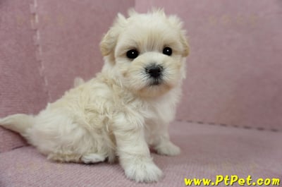 01/10奶油色馬爾泰迪母幼犬1號(新北中和)7