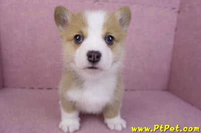 11/30雙色柯基犬公幼犬4號4