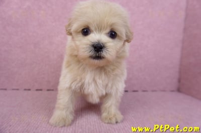 10/13馬爾泰迪公幼犬2號(高雄)2