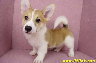 04/28雙色柯基犬公幼犬2號(高雄楠梓)12