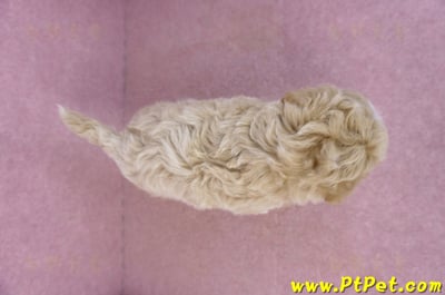 02/18泰迪比熊母幼犬3號(屏東市)13