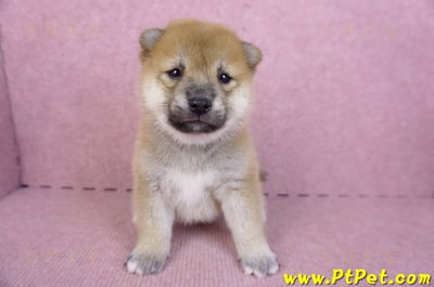 09/21赤色柴犬母幼犬1號(高雄橋頭)1