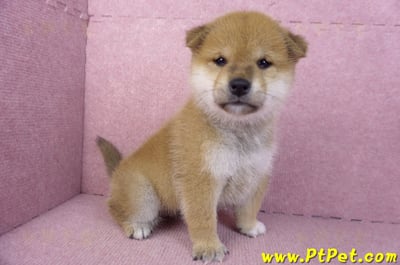 12/10赤色柴犬公幼犬(屏東萬丹)3