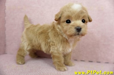 02/14奶油色馬爾泰迪 II 公幼犬(花蓮市)8