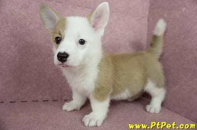 04/14雙色柯基犬母幼犬2號(屏東潮州)8