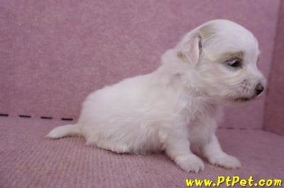 09/27馬爾泰迪母幼犬1號(台中豐原)6