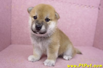 07/11赤色柴犬公幼犬5