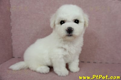 03/11比熊犬母幼犬(嘉義)8