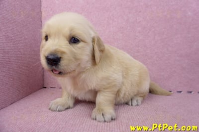 07/18黃金獵犬母幼犬3號(新北新莊)8