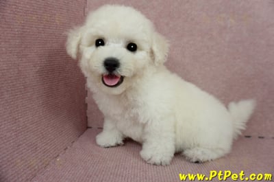 03/11比熊犬公幼犬(新北林口)8