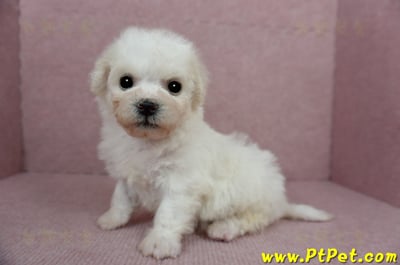 01/12比熊犬公幼犬(屏東市)8