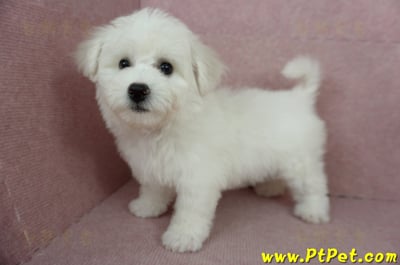 12/01比熊犬母幼犬(基隆中山)11