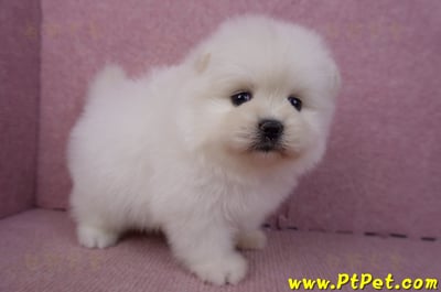 02/10白色松鼠博美母幼犬3