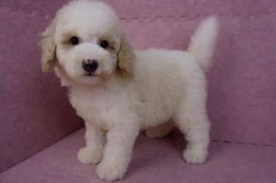 07/10迷你型花貴賓公幼犬(奶油花)(屏東東港)11