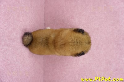 06/24赤色長毛柴犬公幼犬(屏東內埔)7