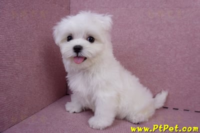 05/28迷你型馬爾濟斯公幼犬(台南安平)10