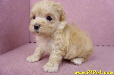 11/02馬爾泰迪 II 公幼犬1號(偏小)(花蓮壽豐)7