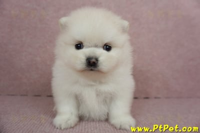 01/20迷你型松鼠白博美母幼犬(高雄鳳山)3