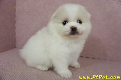 02/11迷你型松鼠白博美母幼犬(屏東市)4