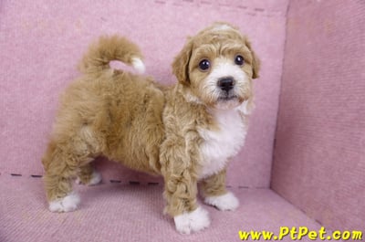 09/12泰迪比熊母幼犬1號(嘉義市)6