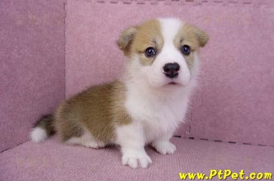 08/03雙色柯基犬公幼犬1號(高雄大樹)7