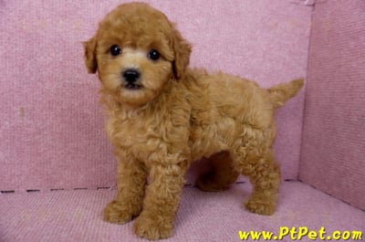 02/11紅貴賓公幼犬7