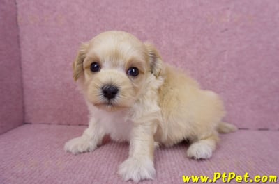 08/02奶油色馬爾泰迪公幼犬1號(花蓮吉安)7