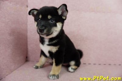 05/14黑色柴犬母幼犬2號(嘉義中埔)10