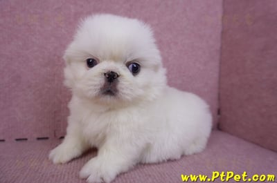 10/31北京狗母幼犬(新北新莊)8