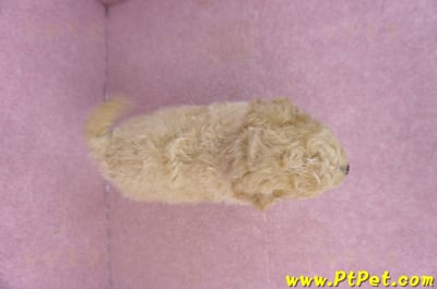 01/20泰迪比熊公幼犬(屏東內埔)14