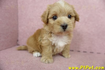 05/05奶油色馬爾泰迪母幼犬2號(高雄楠梓)7