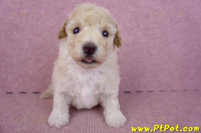 09/23泰迪比熊公幼犬1號(高雄鳳山)1