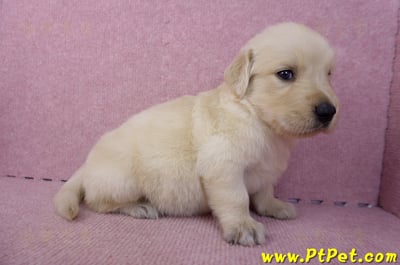 07/18黃金獵犬母幼犬4號(台中潭子)3