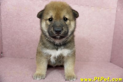 06/04赤色長毛柴犬公幼犬(桃園八德)2