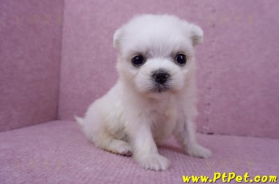 07/26迷你型馬爾濟斯 I 母幼犬(高雄大社)5