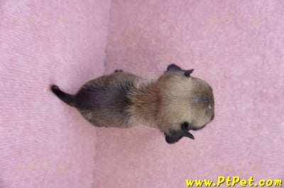 09/08巴哥母幼犬3號(新北五股)13