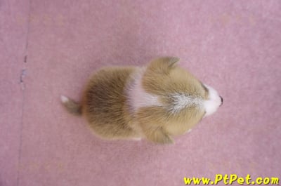 07/09雙色柯基犬母幼犬6