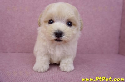 08/02奶油色馬爾泰迪公幼犬(桃園龍潭)2