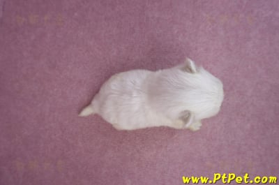 03/20馬爾濟斯公幼犬1號6