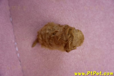 02/11紅貴賓公幼犬2號7