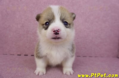 04/16雙色柯基犬母幼犬1號2