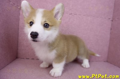 11/30雙色柯基犬公幼犬2號(高雄鳳山)10