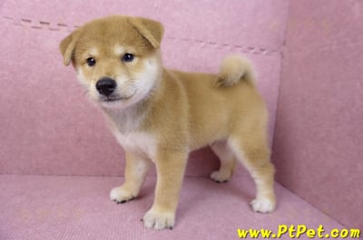 05/07赤色柴犬公幼犬(台南東區)10
