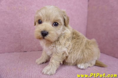 12/10馬爾泰迪母幼犬6